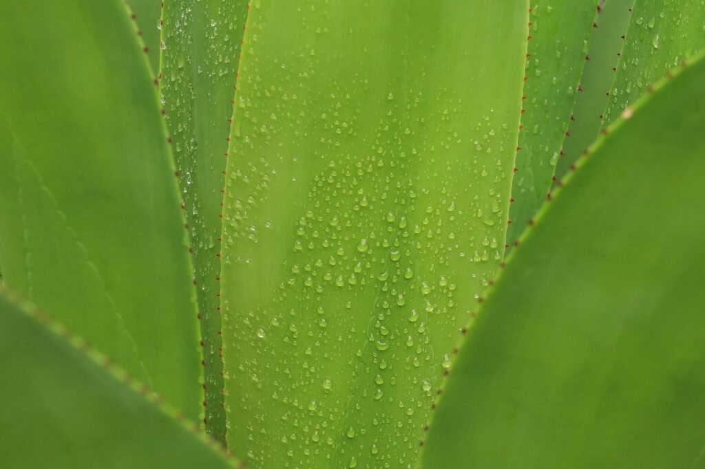 kako narediti sok iz aloe vere