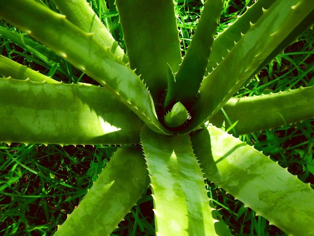 kako narediti sok iz aloe vere